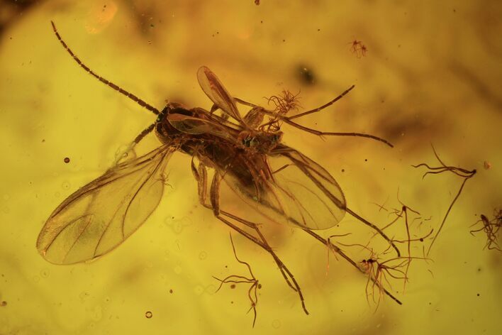 Fossil Fly (Diptera) And Gymnosperm Needle In Baltic Amber #109391